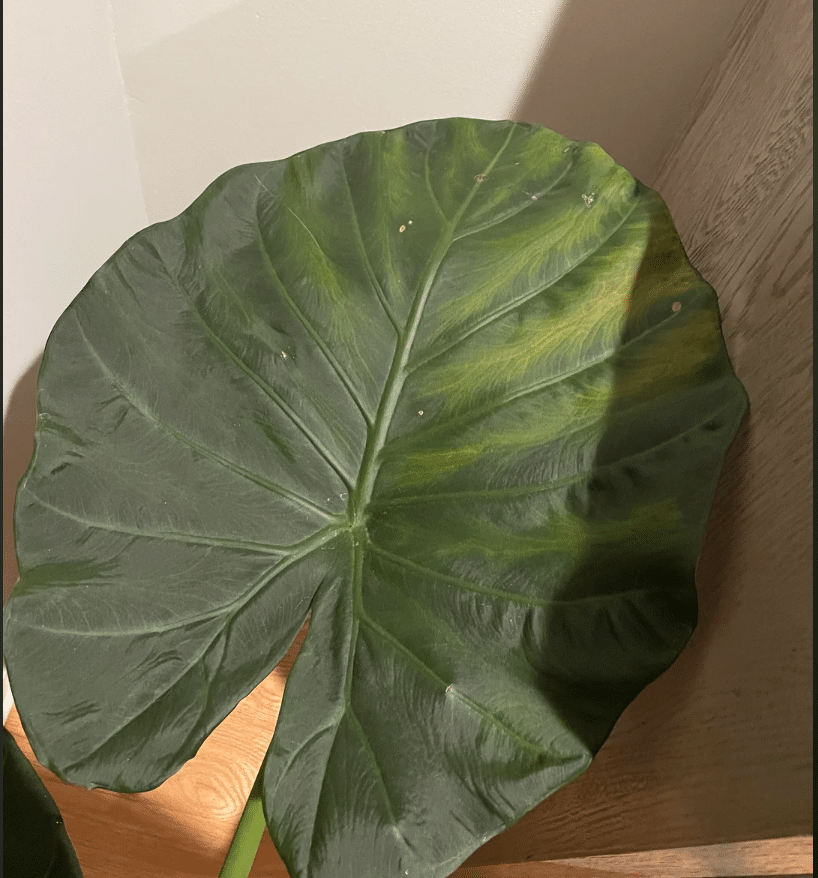 Alocasia regal shield yellowing